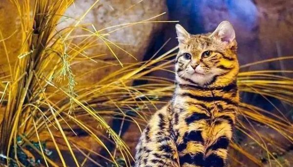 贝思盈配资 巴掌大的黑足猫，夜里变身狩猎王，却为何难逃危机？