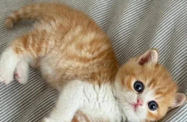 海通众合 养猫前甜如蜜，养后家里毛满天，你还敢抱猫咪吗？