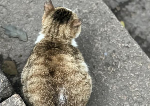 宏益配资 为什么越来越多人抛弃猫咪？背后的原因令人深思！